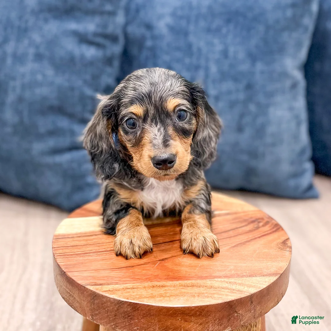 Miniature Dachshund dogs for sale: Asher - Ad 9