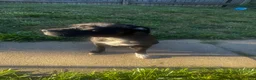 American Pit Bull Terrier dogs for sale: American Pit Bull Terrier 3 - Ad 3