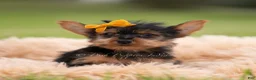 Yorkshire Terrier dogs for sale: Zeke - Ad 5