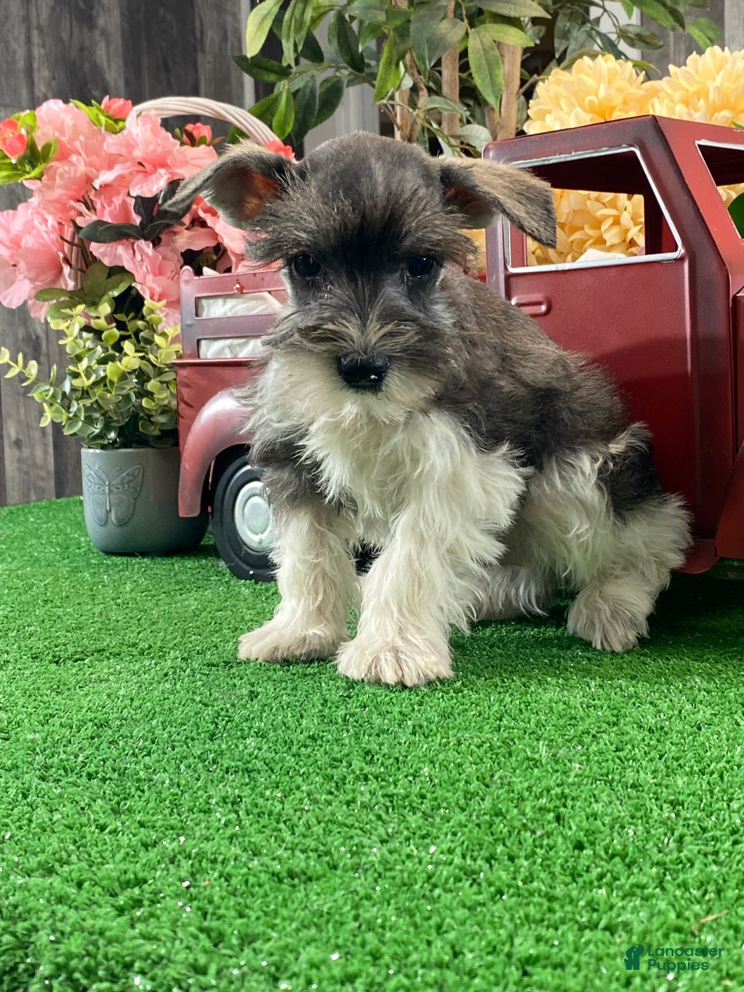Miniature Schnauzer dogs for sale: Kirby - Ad 3