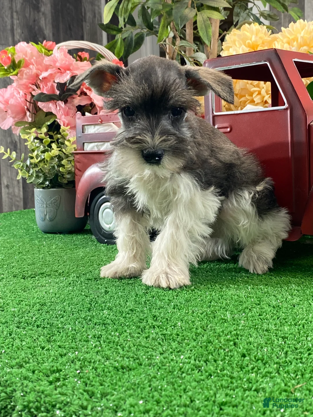 Miniature Schnauzer dogs for sale: Kirby - Ad 3