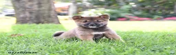 Shiba Inu dogs for sale: Tyler - Ad 1