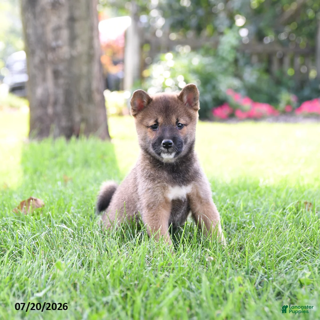 Shiba Inu dogs for sale: Tyler - Ad 1