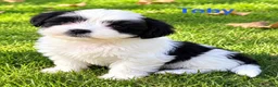Shihpoo dogs for sale: Toby - Ad 2