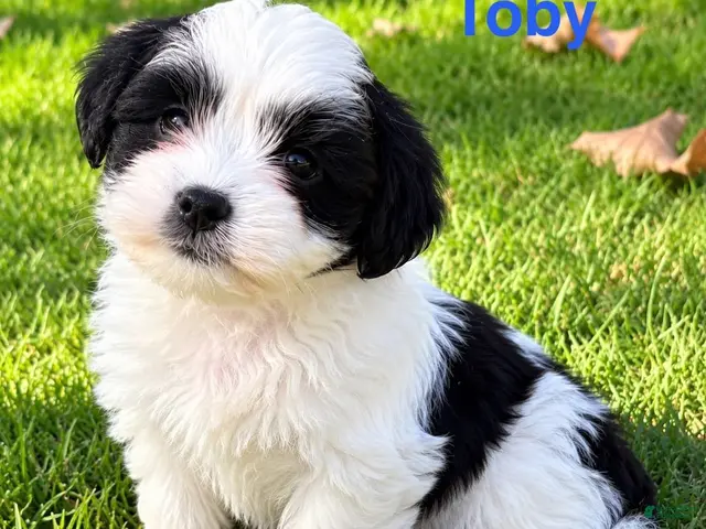Shihpoo dogs Toby - Ad 2