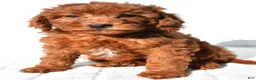 Mini Goldendoodle dogs for sale: Gracie - Ad 4