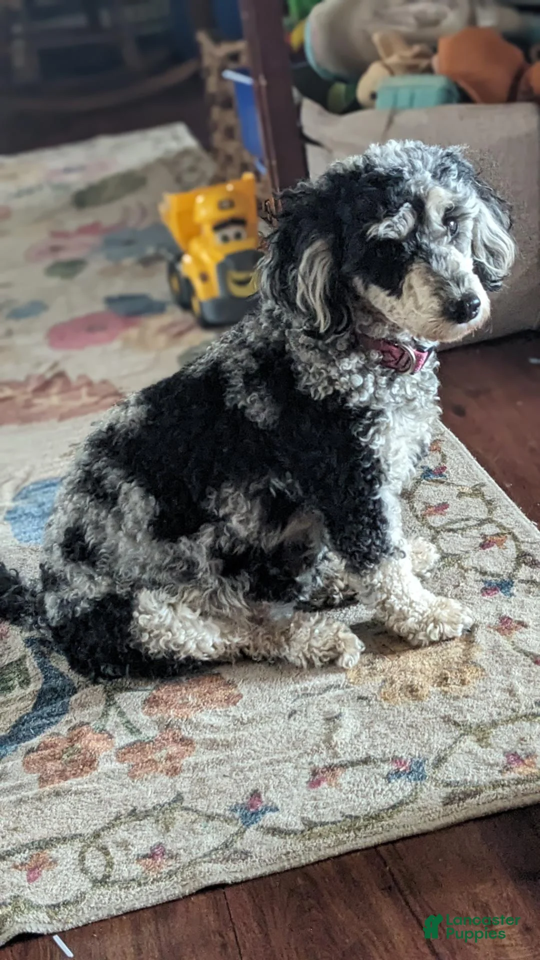 Miniature Poodle dogs for sale: Shadow  - Ad 4