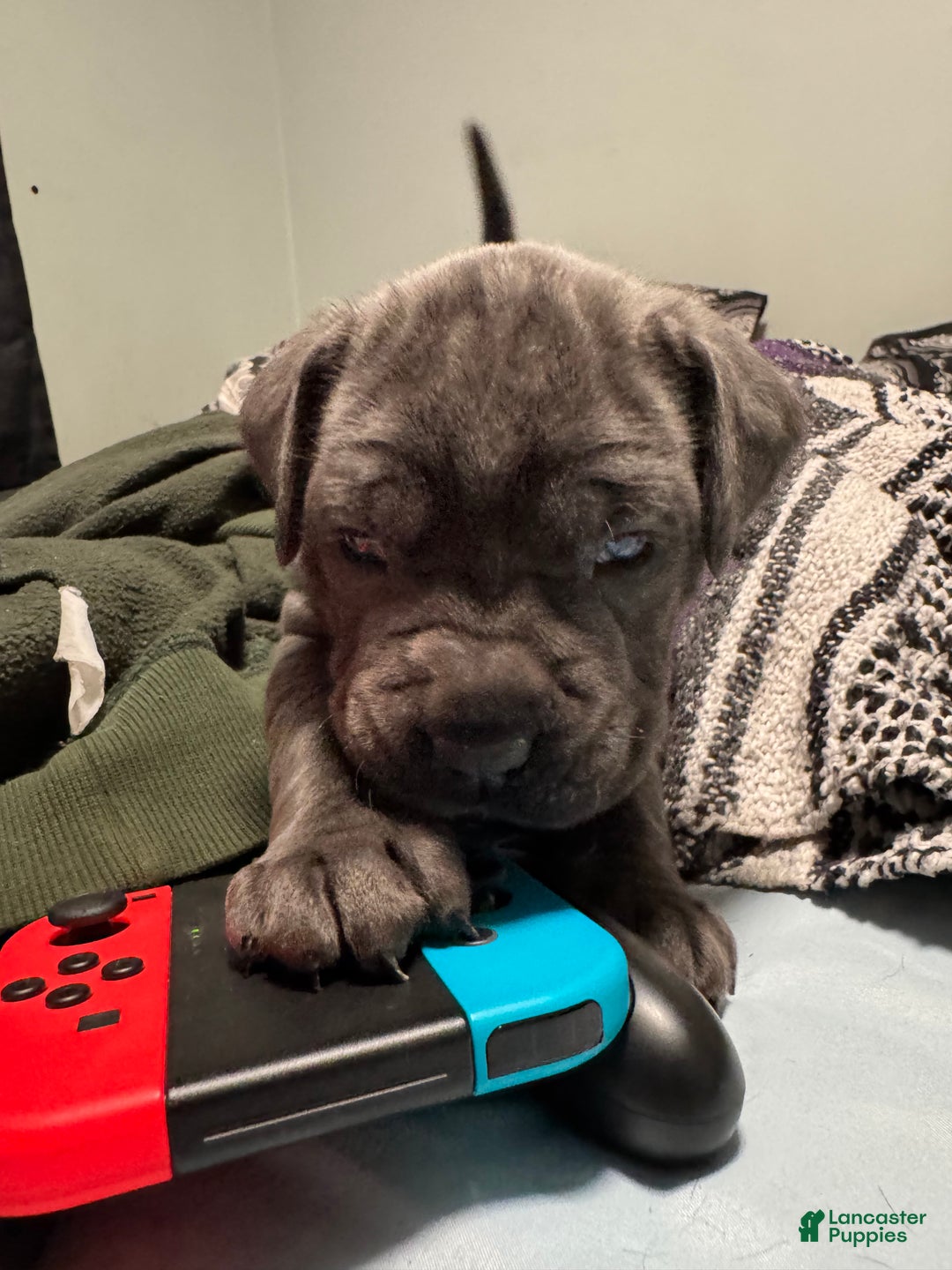 Cane Corso dogs for sale: Persephone - Ad 8