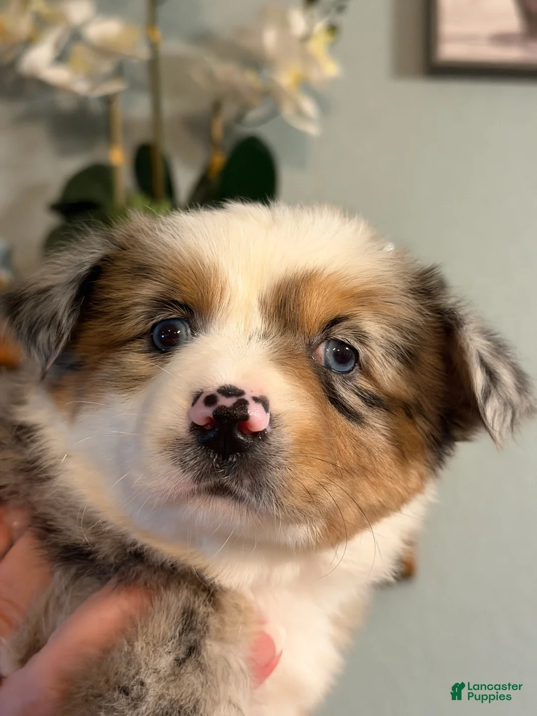 Miniature Australian Shepherd dogs for sale: Girl 1 - Ad 1
