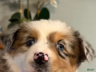 Miniature Australian Shepherd dogs Girl 1 - Ad 6