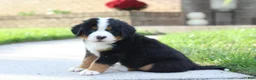 Bernese Mountain Dog dogs for sale: Baxter  - Ad 7