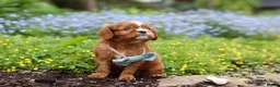 Cavalier King Charles Spaniel dogs for sale: Mr. Bentley - Ad 8