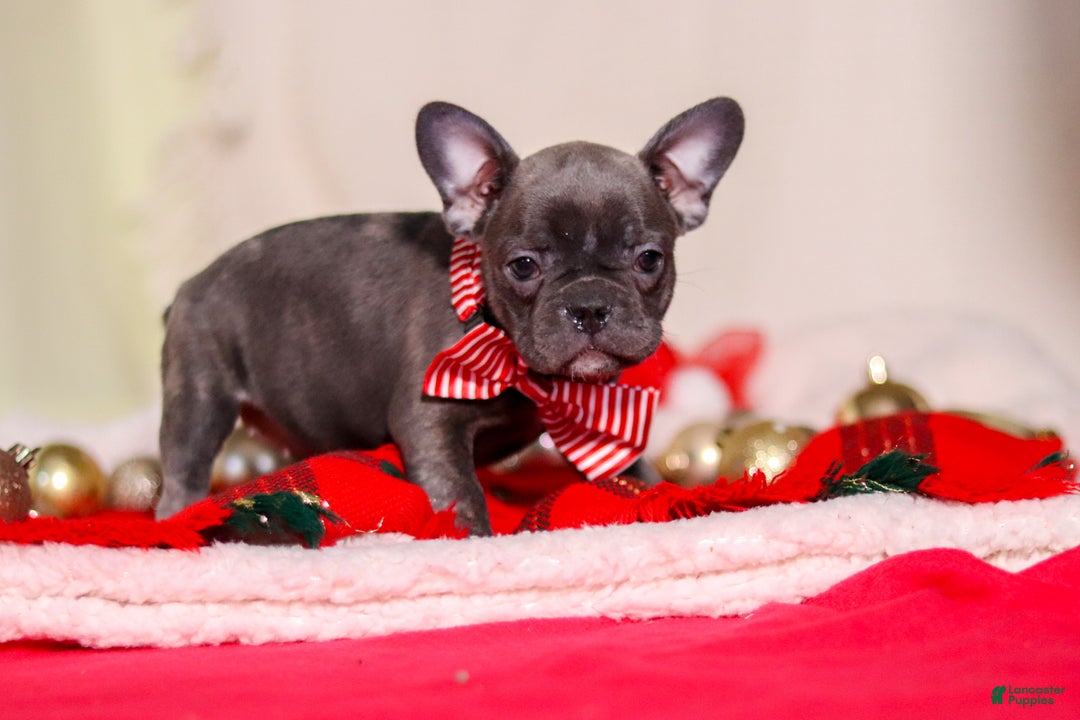 Mixed Breed dogs for sale: Hilda - Ad 3