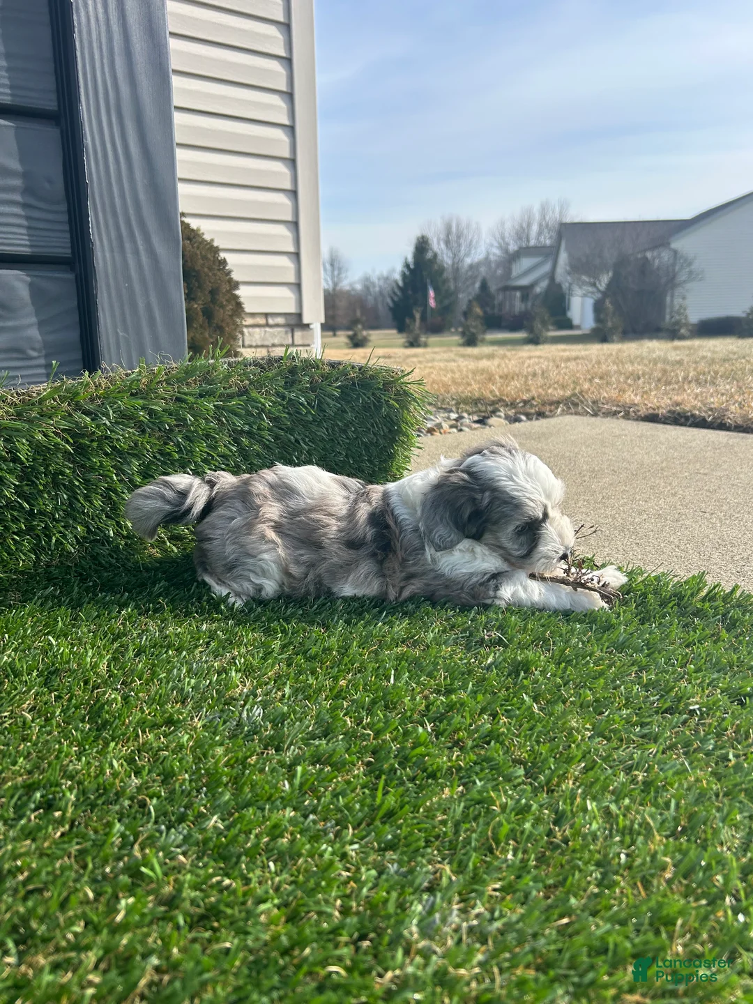 Mixed Breed dogs for sale: Skye - Ad 4