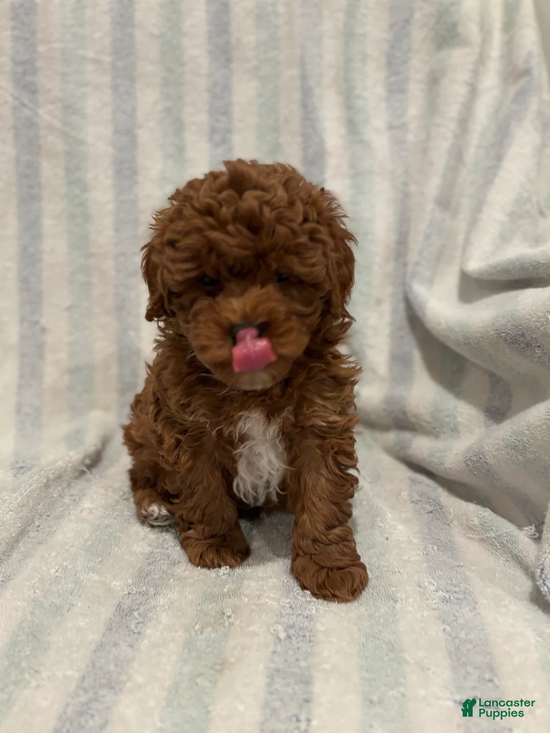 Maltipoo dogs for sale: Maltipoo Puppy 1 - Ad 6