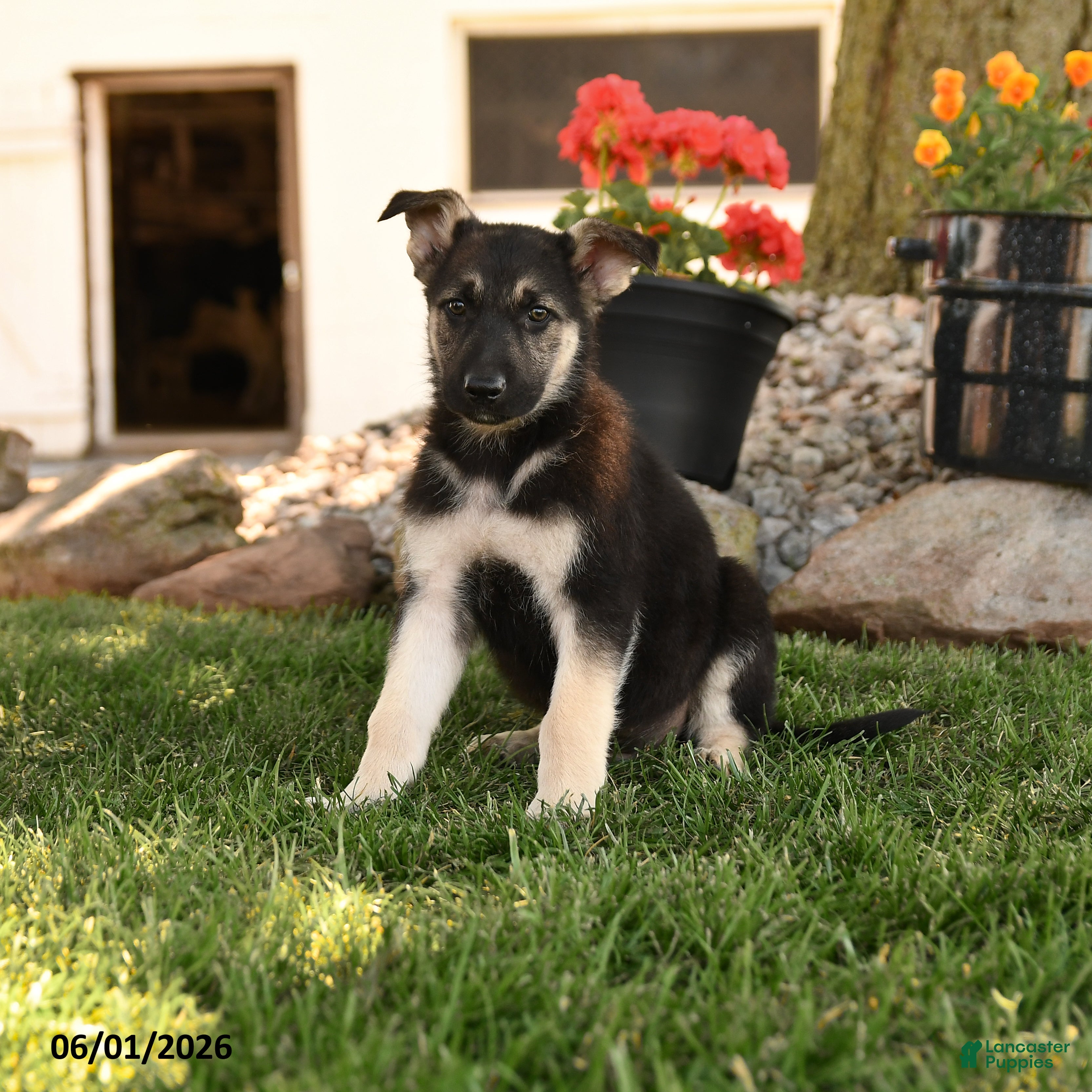 German Shepherd dogs Freddy - Ad 1