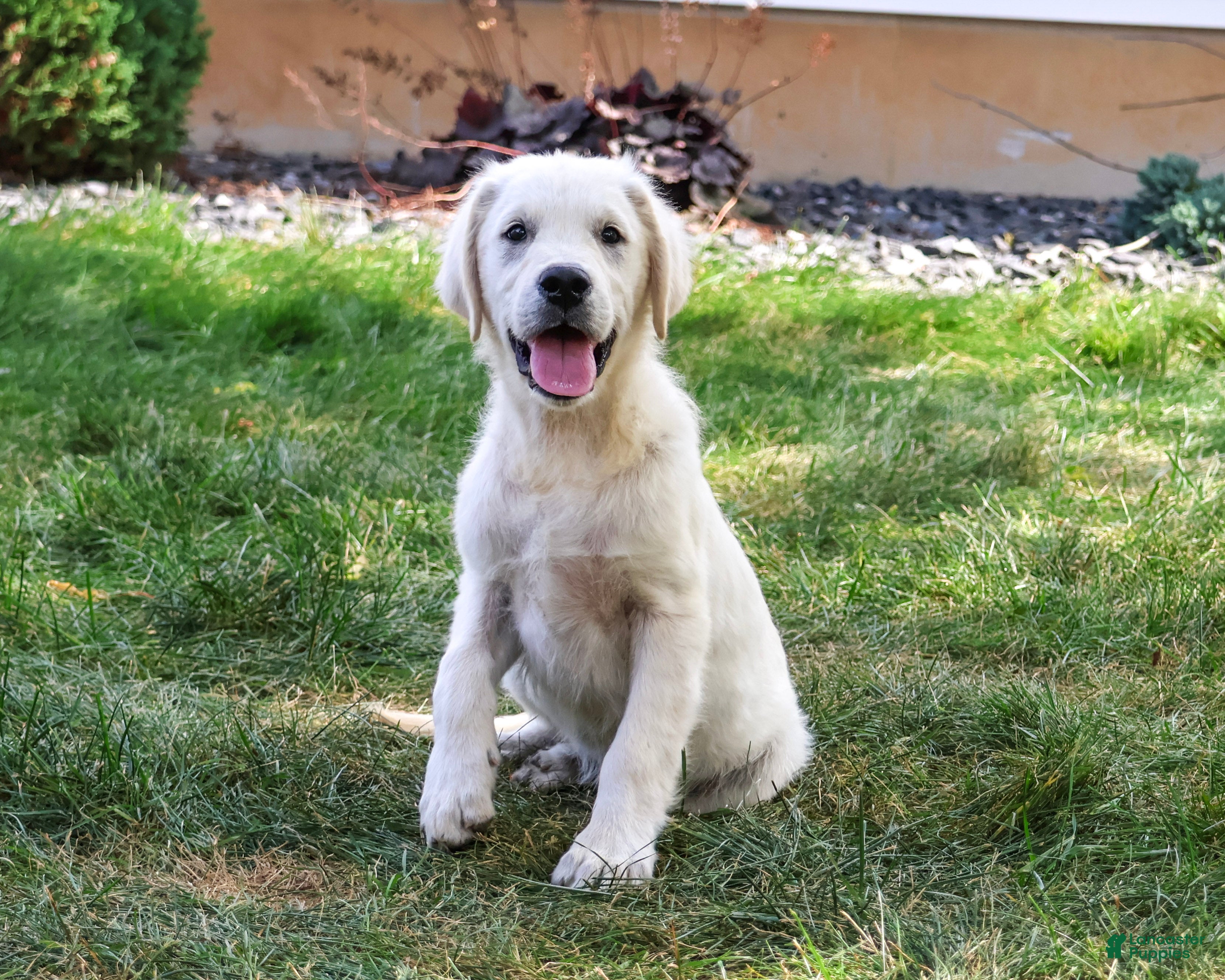 Golden Retriever dogs Turbo - Ad 40
