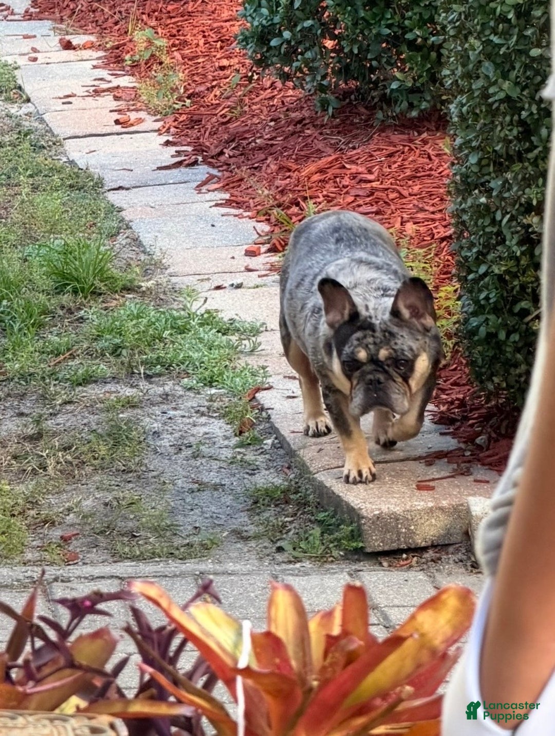 French Bulldog dogs for sale: Princess  - Ad 3