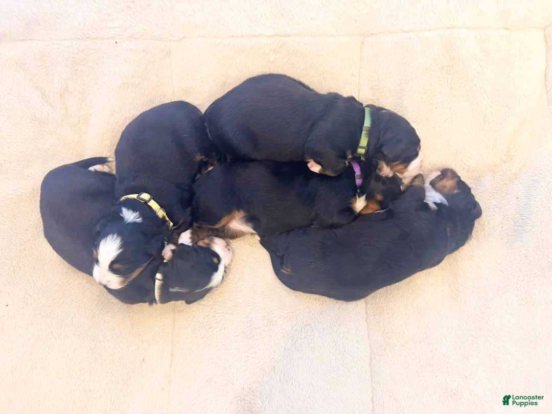 Bernese Mountain Dog dogs for sale: Bernese Mountain Dog Puppy 1 - Ad 6