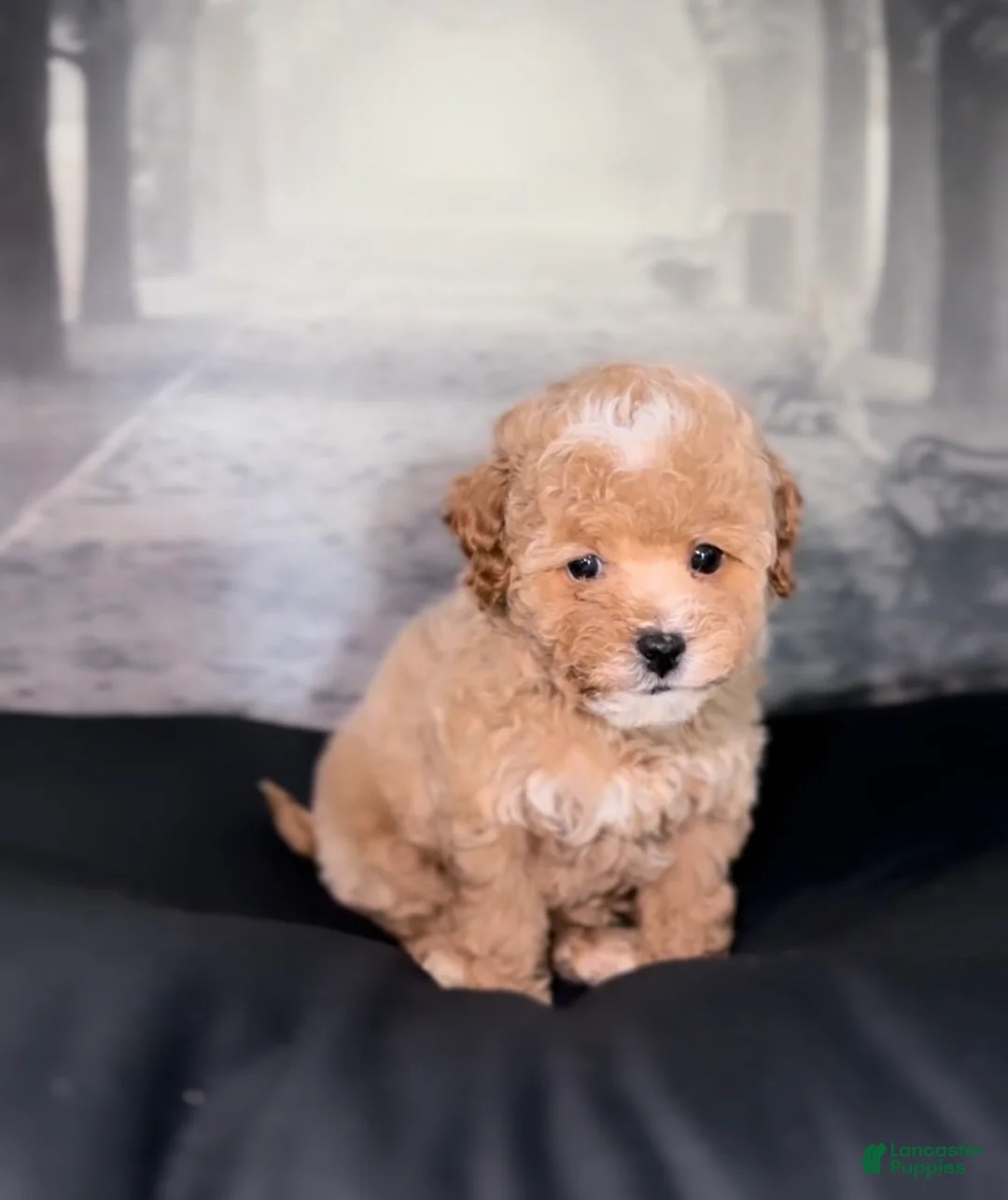 Gallery Image {{count}}