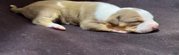 American Bully dogs for sale: American Bully 2 - Ad 6
