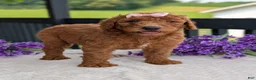 Goldendoodle dogs for sale: Miss Emmie - Ad 6