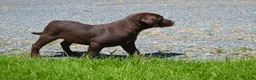 Labrador Retriever dogs for sale: Londa - Ad 3