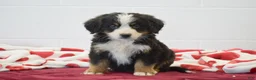 Bernese Mountain Dog dogs for sale: Birch - Ad 1