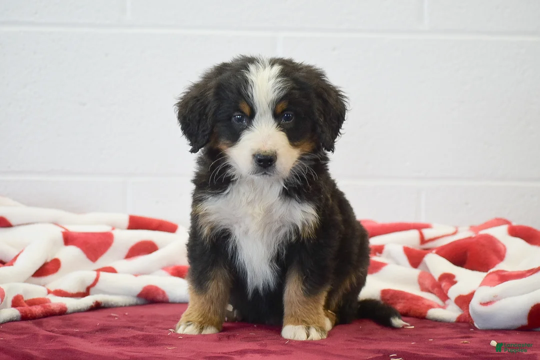 Bernese Mountain Dog dogs for sale: Birch - Ad 1