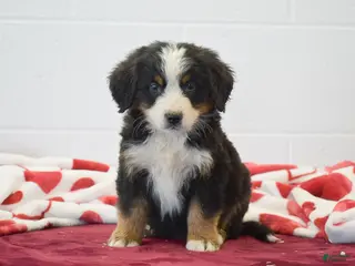 Bernese Mountain Dog dogs Birch - Ad 9