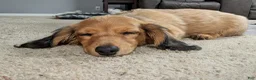 Doxiepoo dogs for sale: Mochachino - Ad 1