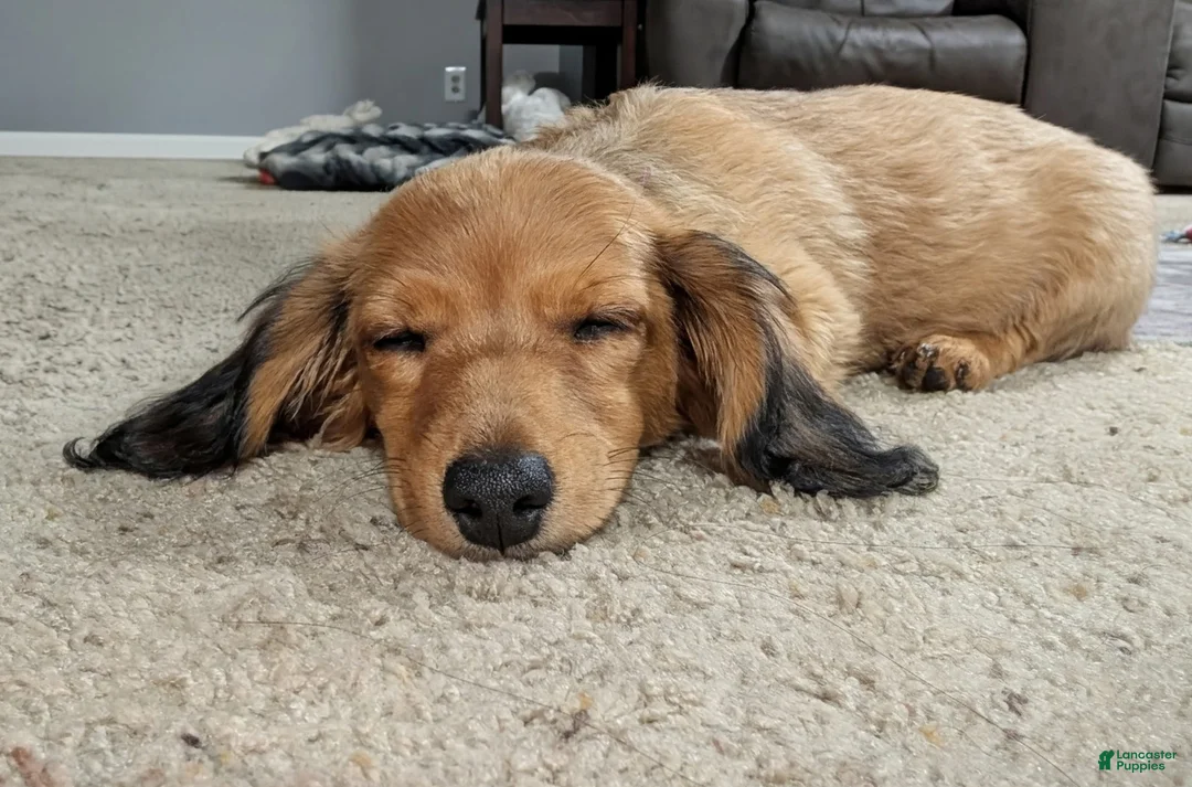 Doxiepoo dogs for sale: Mochachino - Ad 1