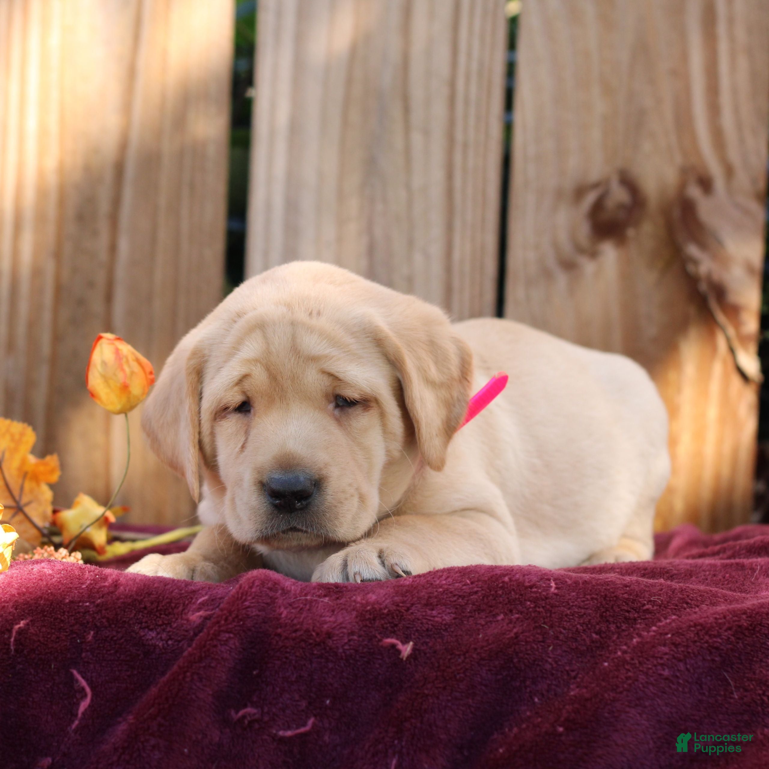 Labrador Retriever dogs Rosy  - Ad 2