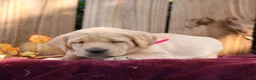 Labrador Retriever dogs for sale: Rosy  - Ad 2