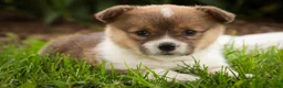 Welsh Corgi Pembroke dogs for sale: Jessie - Ad 12