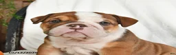 English Bulldog dogs for sale: Clyde - Ad 3
