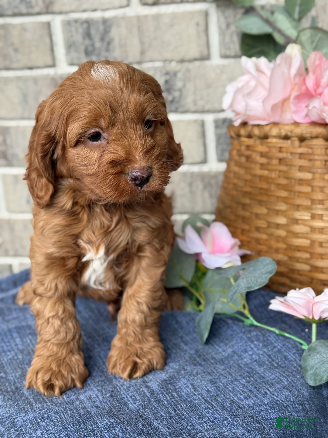 Cockapoo dogs for sale: Maverick - Ad 6
