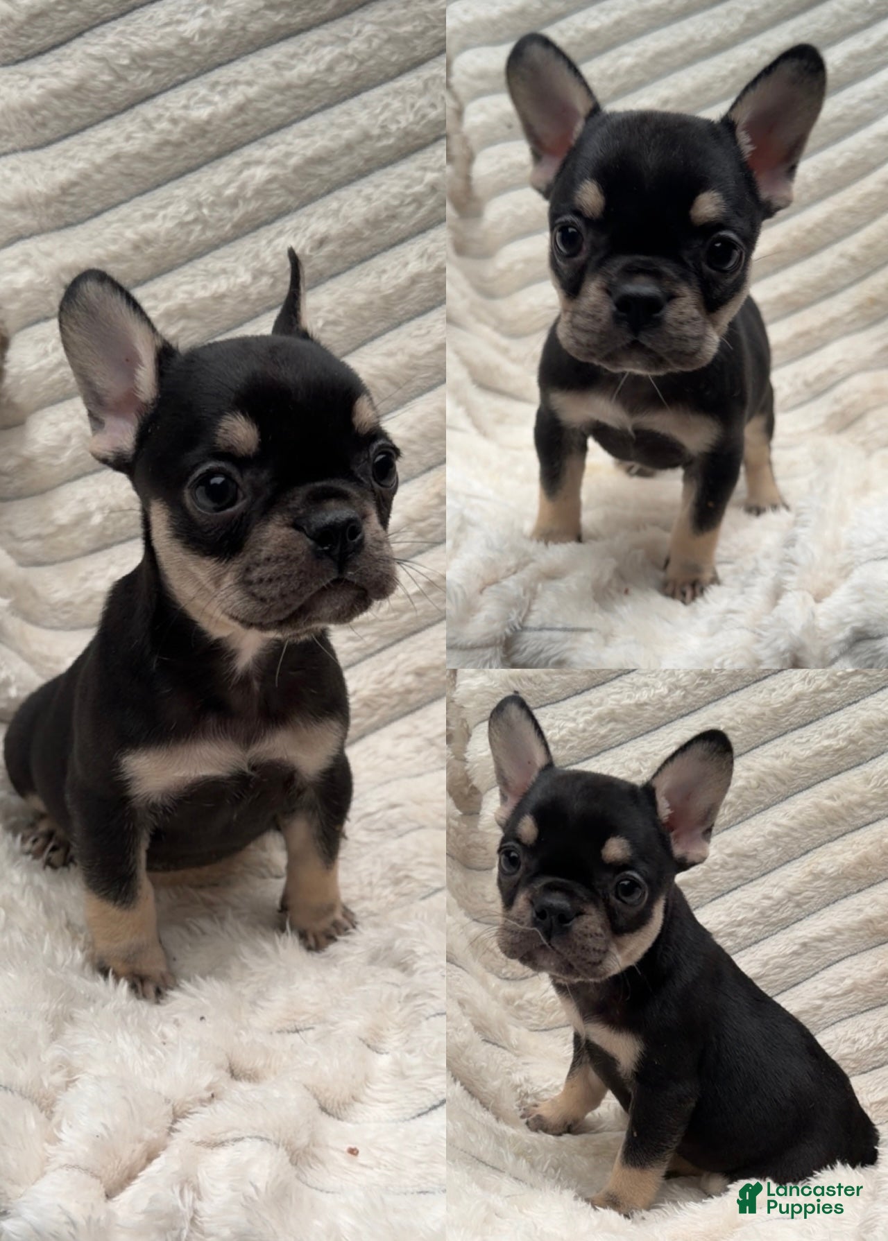 French Bulldog dogs French Bulldog 3 - Ad 8