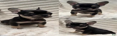 French Bulldog 3