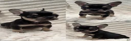 French Bulldog dogs for sale: French Bulldog 3 - Ad 1