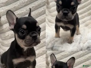 French Bulldog dogs French Bulldog 3 - Ad 8