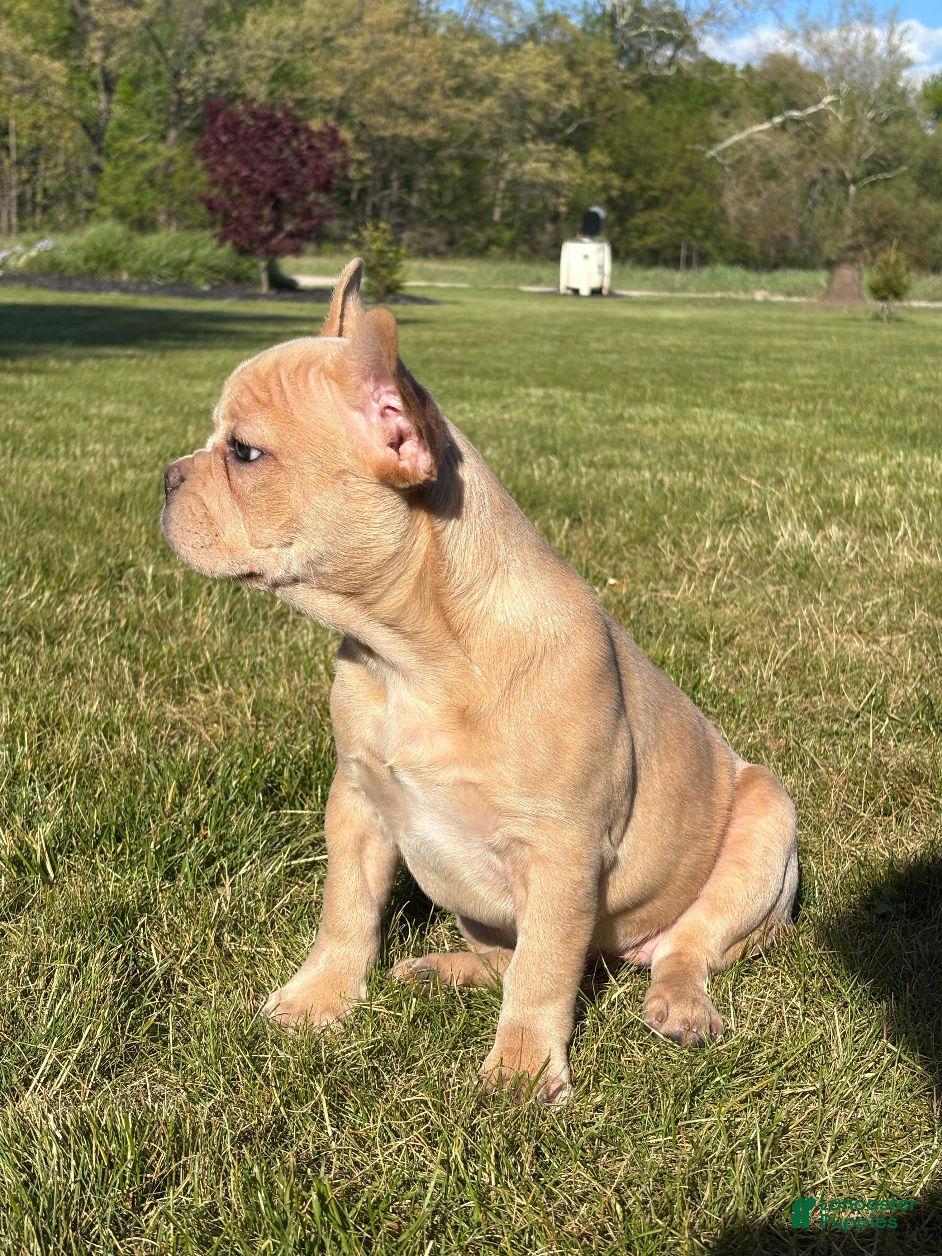 French Bulldog dogs Heidi - Ad 2