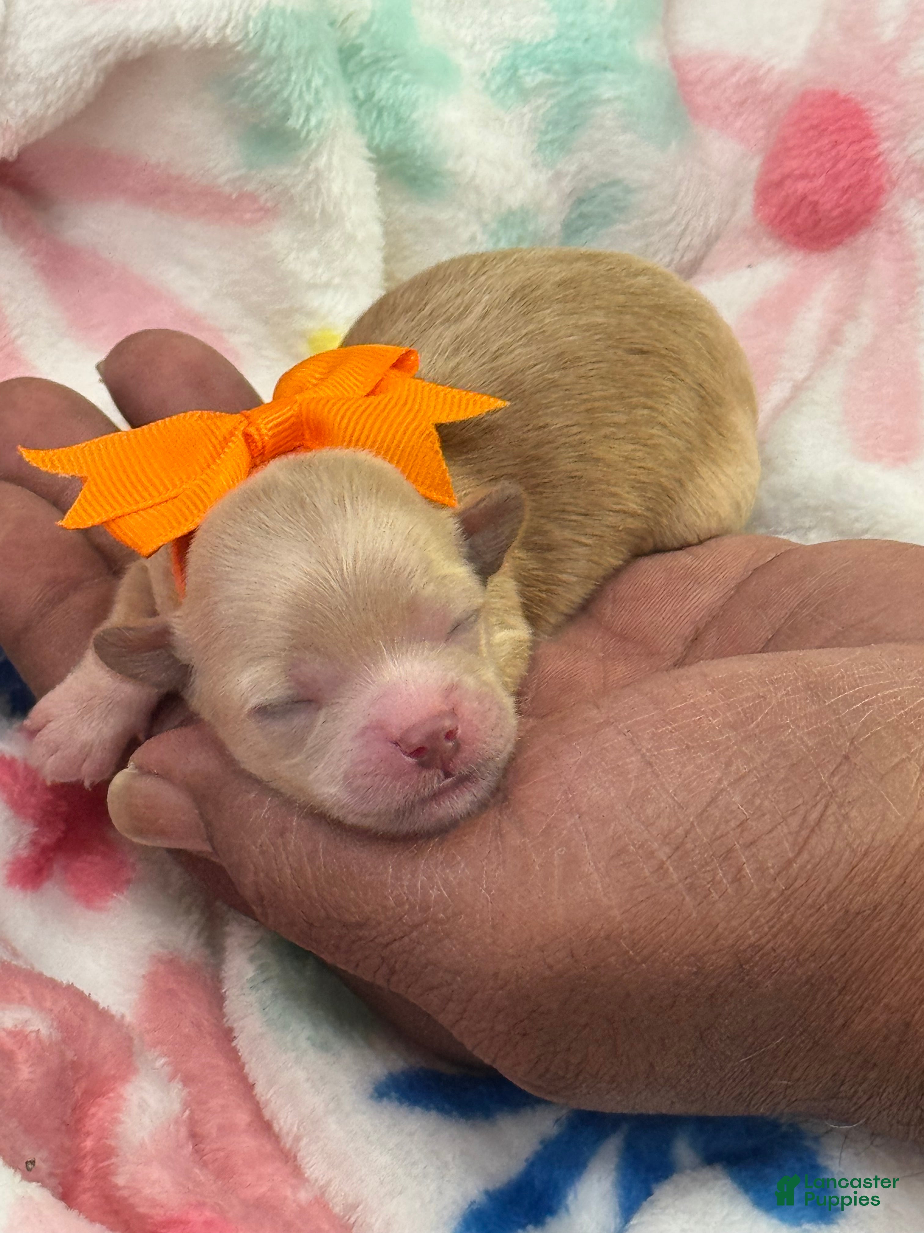 Shihpoo dogs Shihpoo Puppy 3 orange  - Ad 1