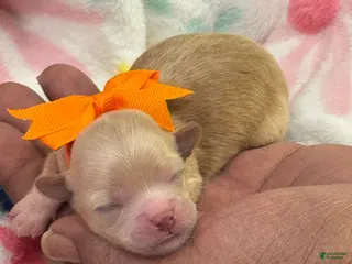 Shihpoo dogs for sale: Shihpoo Puppy 3 orange - Ad 4