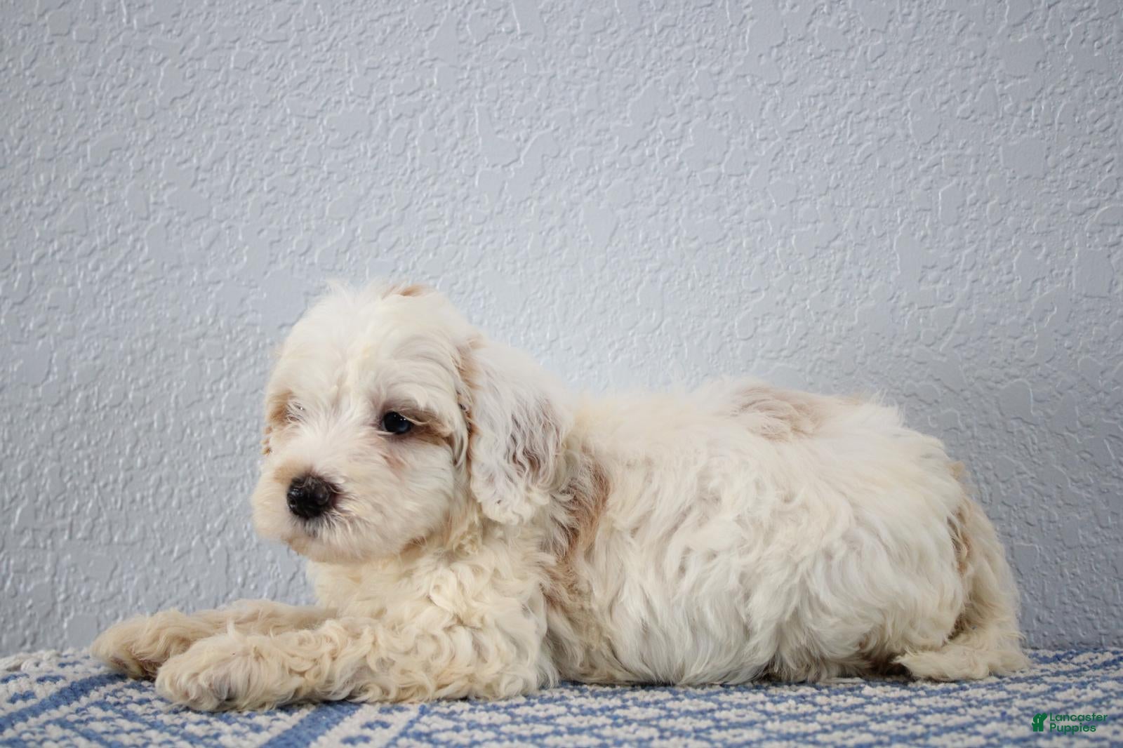 Mini Goldendoodle dogs Vlad - Ad 2