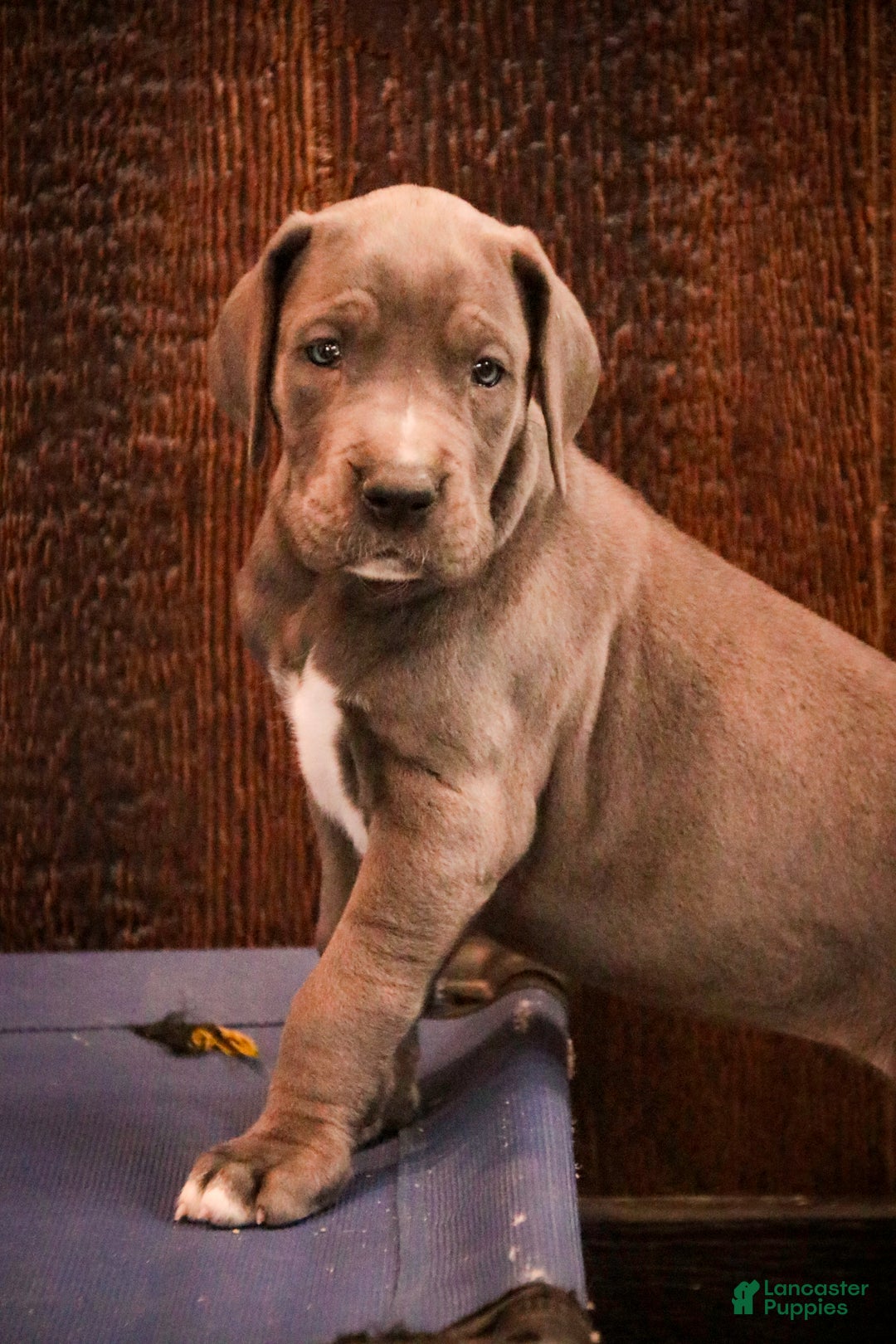 Great Dane dogs for sale: Clarabel - Ad 4