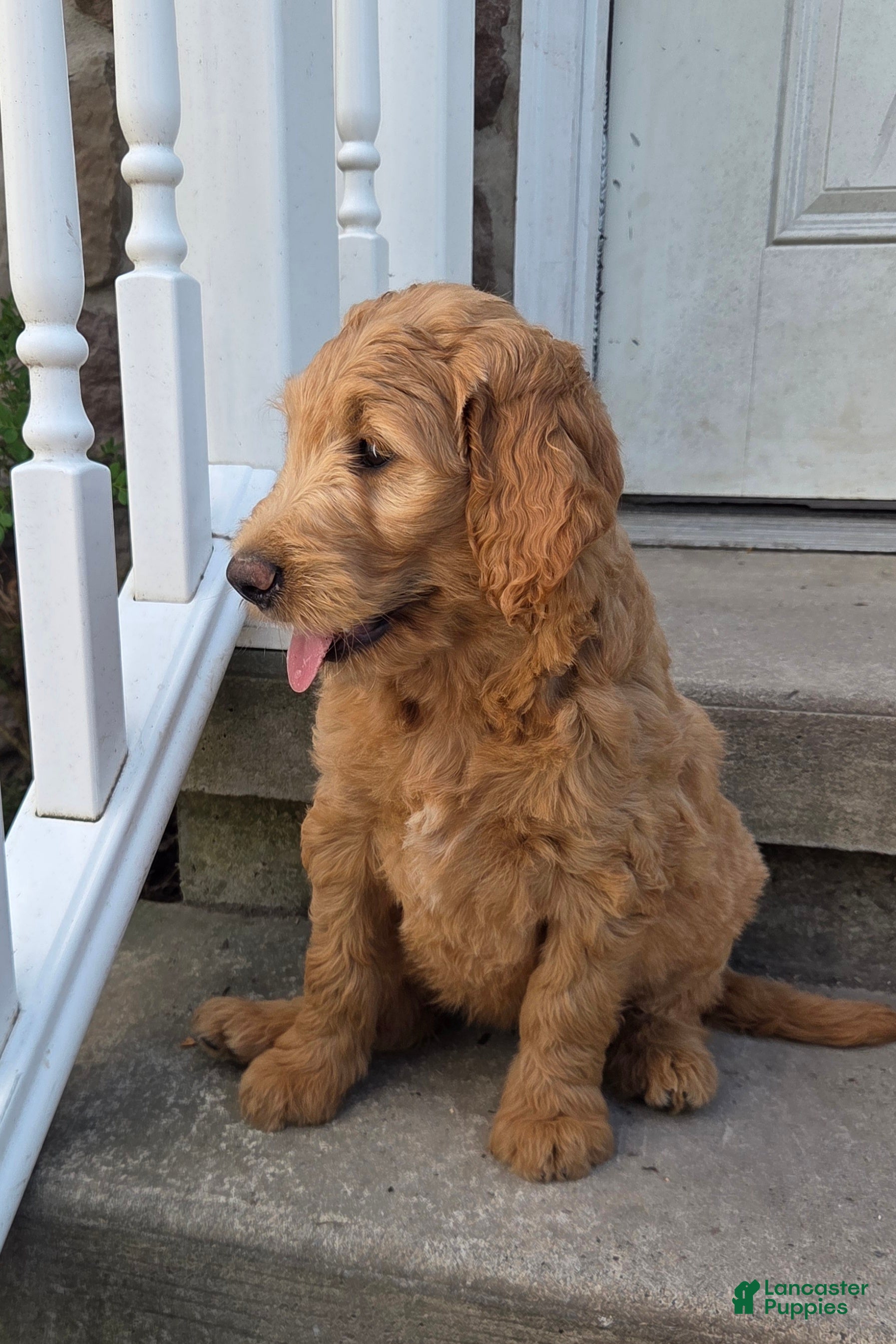 Mini Goldendoodle dogs Pumpkin  - Ad 2
