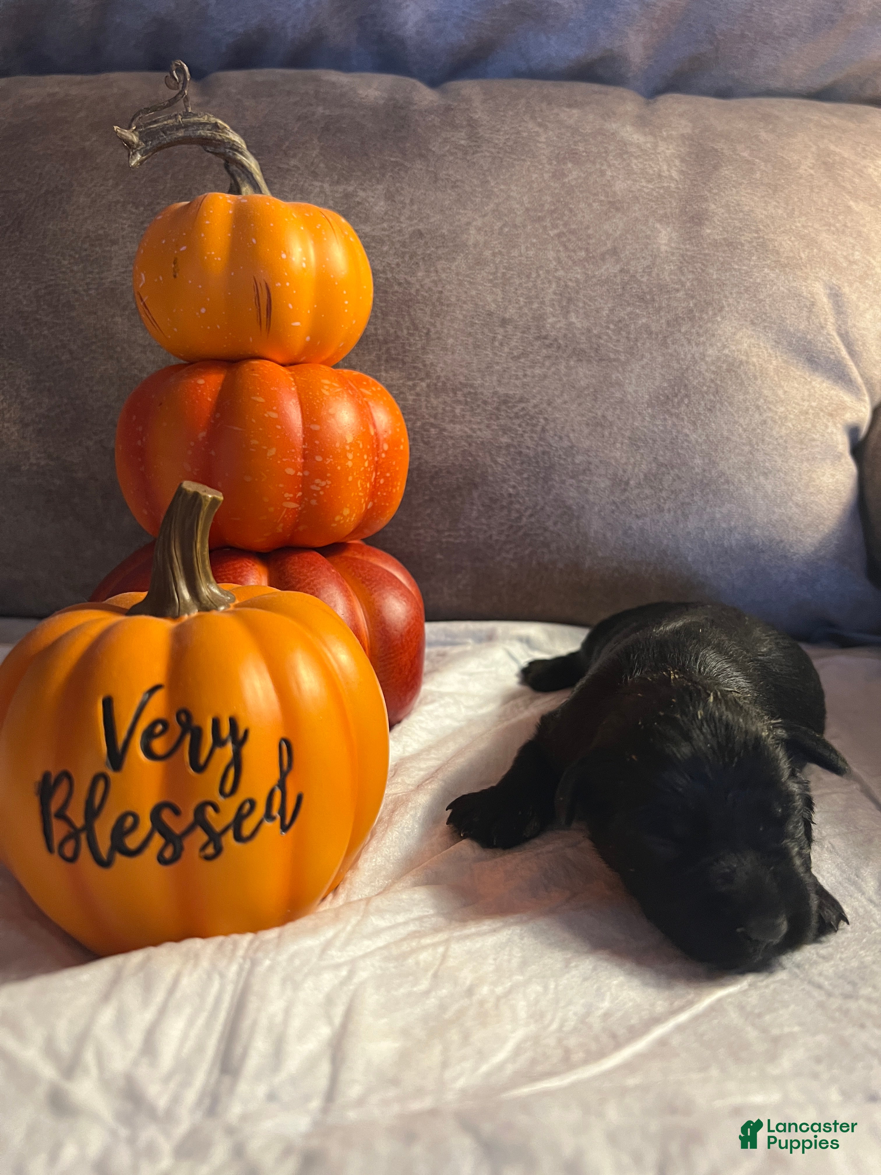 Miniature Schnauzer dogs Miniature Schnauzer 3 - Ad 35