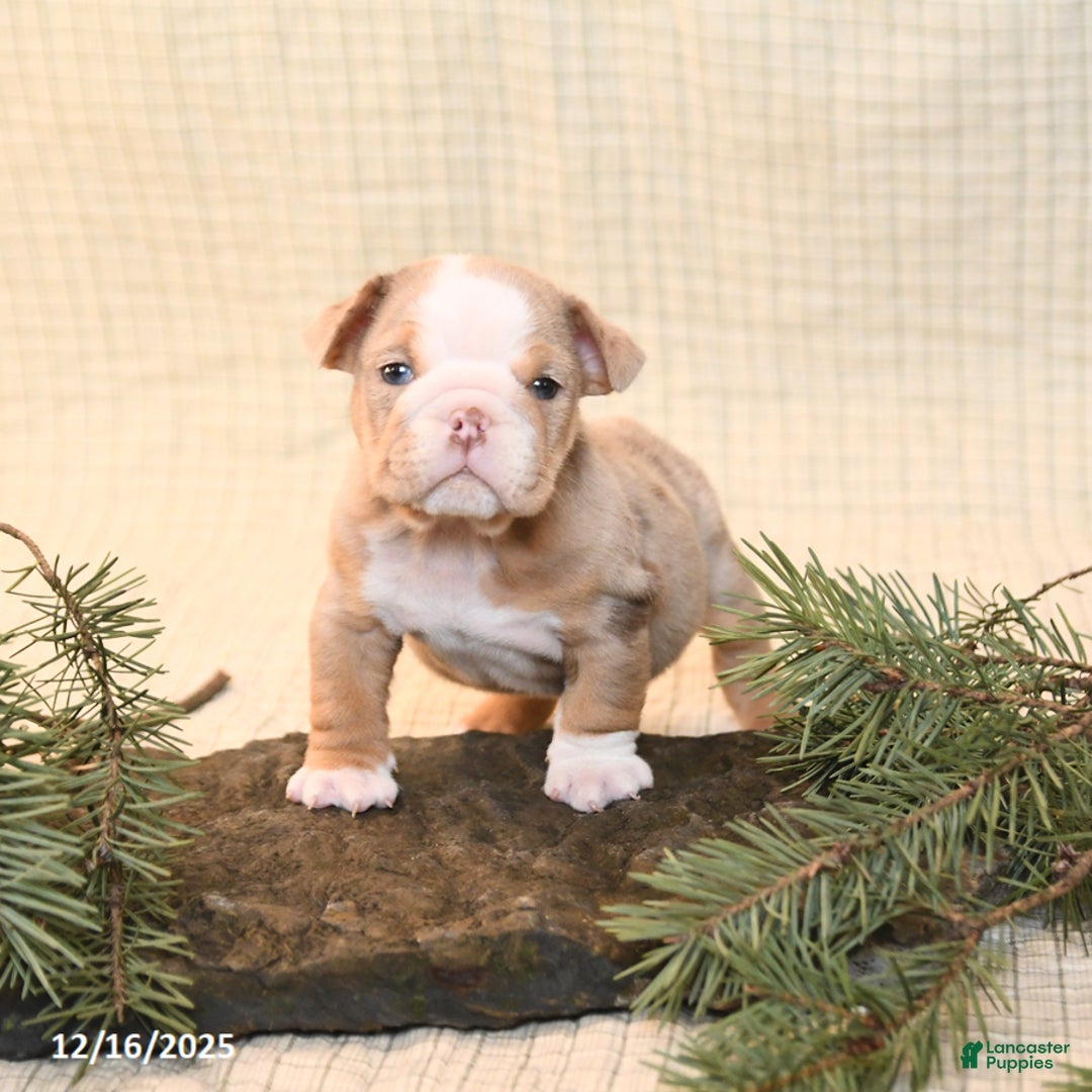 English Bulldog dogs for sale: Cappaccino - Ad 2