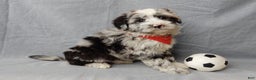 Sheepadoodle dogs for sale: Cash - Ad 3